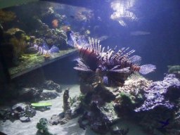 Haus des Meeres 4.02.2026